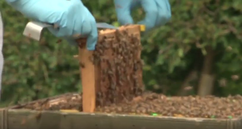 It was fascinating to see behind the scenes of Croft Apiaries, collecting honey with <a href="/ChefRachelGreen/">RachelGreen</a>  ow.ly/gYJJ304Jmrl
