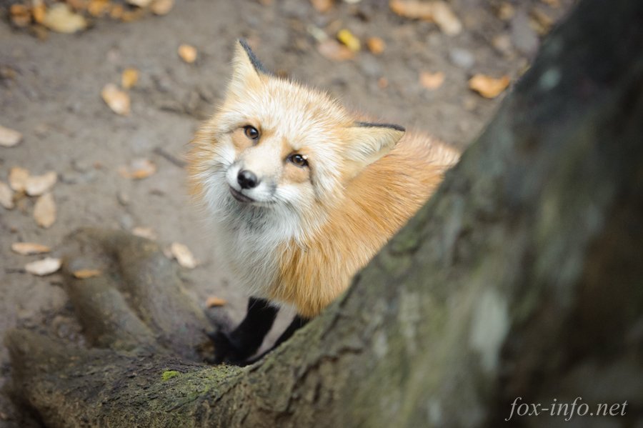 fox_info_net's tweet image. (きちゅねです。)
 fox-info.net/fox-photo/arch…