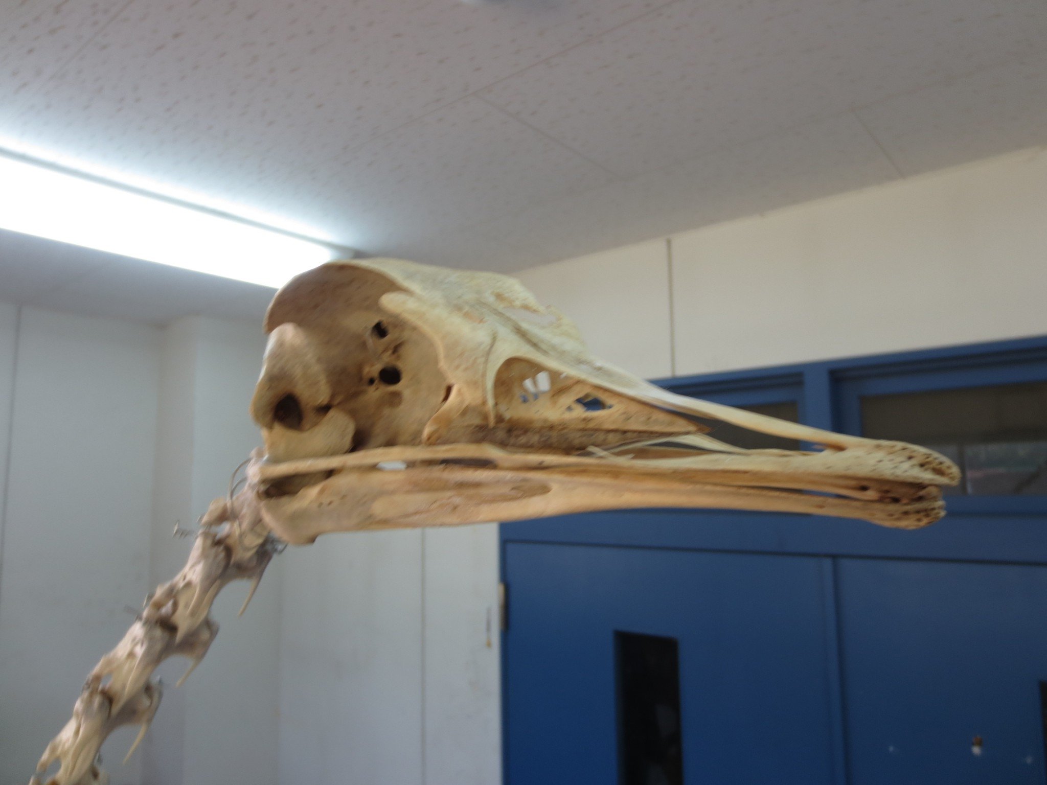 帯広畜産大学 ダチョウサークル on X: 