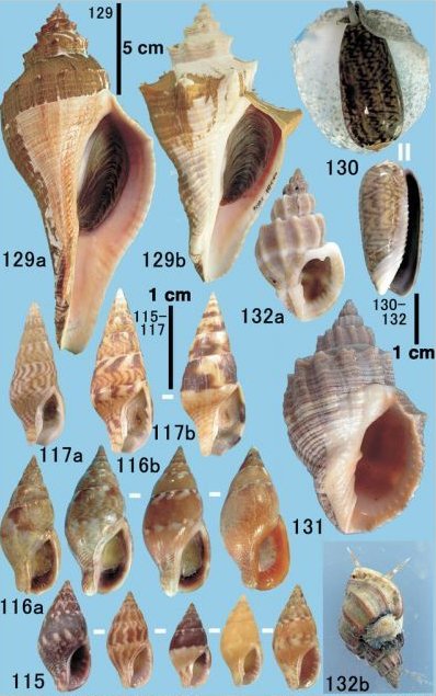 FemoraleShells's tweet photo. Field Guide: Benthos of the Tidal Flat (Japan) https://t.co/WJmJXzWXQ5 #bentho #mollusc #intertidal #Japan https://t.co/vcAmd3Wz2F