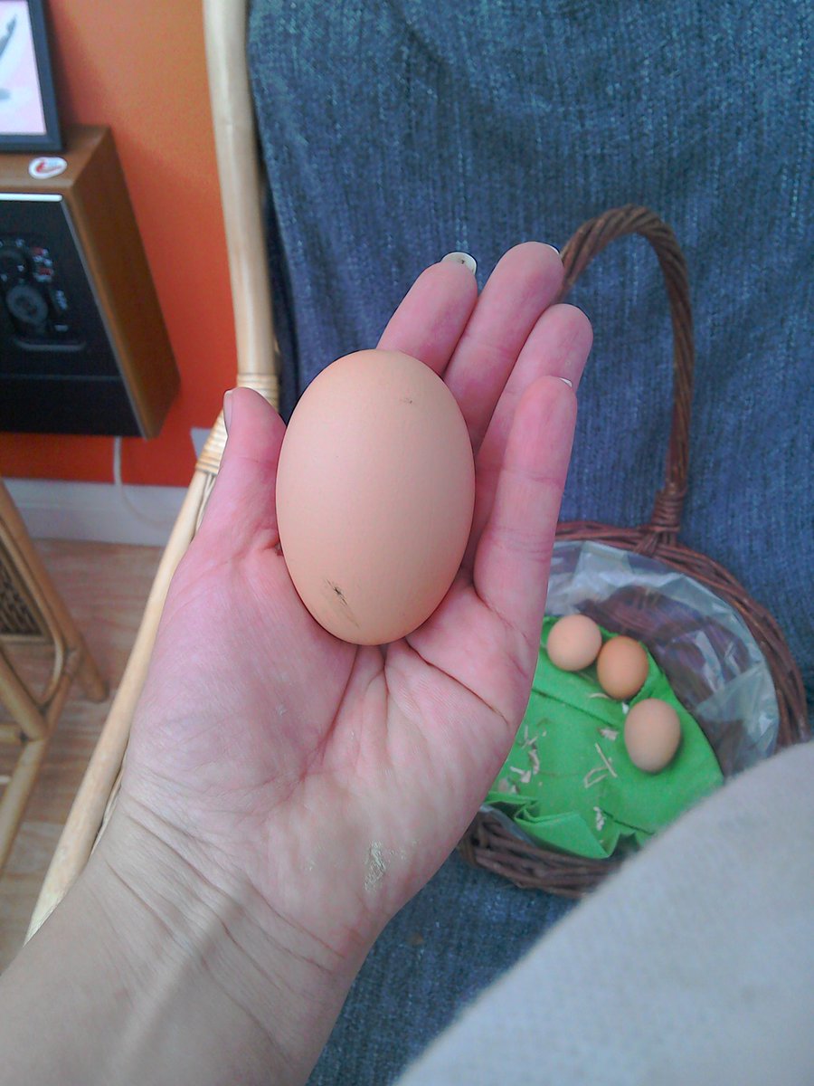 HamiltonsHens's tweet photo. Batman the chicken lays such long pointy eggs with no up or down. She is unique! #Batman #BatmanTheChicken https://t.co/9VNTnnTylI