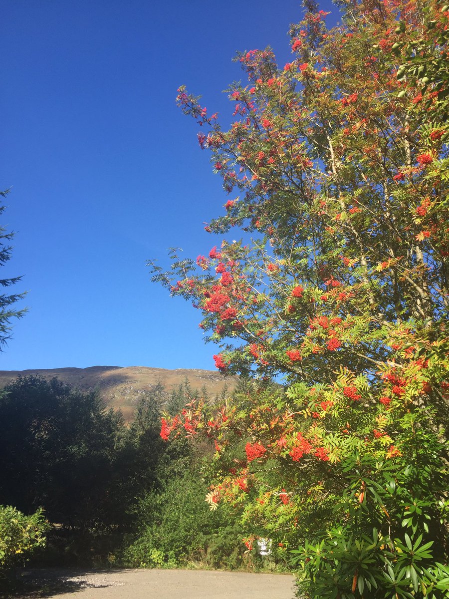 therealfoodcafe's tweet photo. Cracker of a day up here. #Tyndrum #WHW #Wonderfulcolours Come up, get out + about! https://t.co/gg29KMGyV2