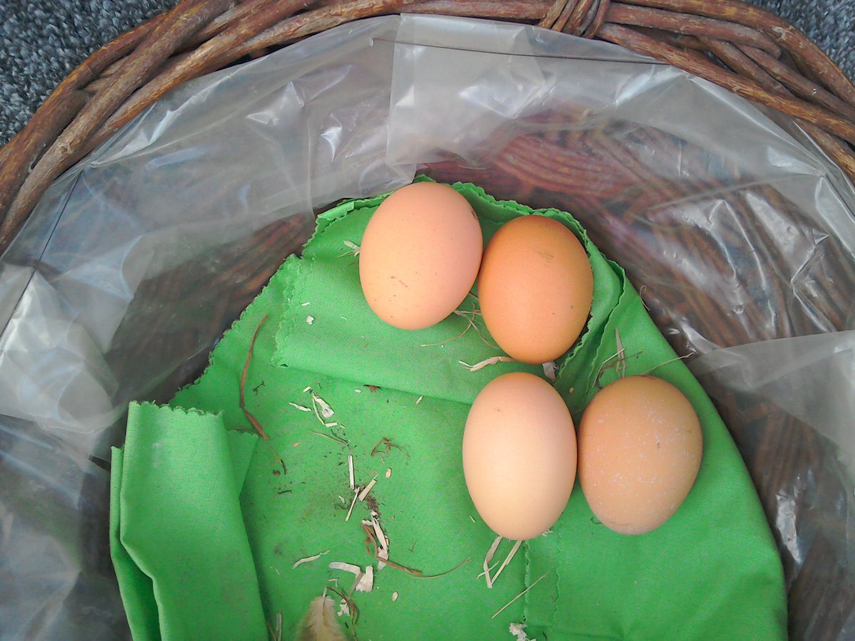 HamiltonsHens's tweet photo. Batman the chicken lays such long pointy eggs with no up or down. She is unique! #Batman #BatmanTheChicken https://t.co/9VNTnnTylI