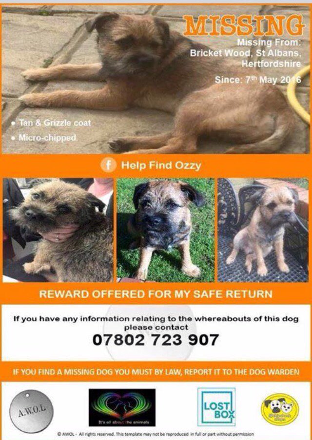 Jan_S_B_459's tweet photo. Please help find Ozzy 🐾 https://t.co/CrtTB5y5xG