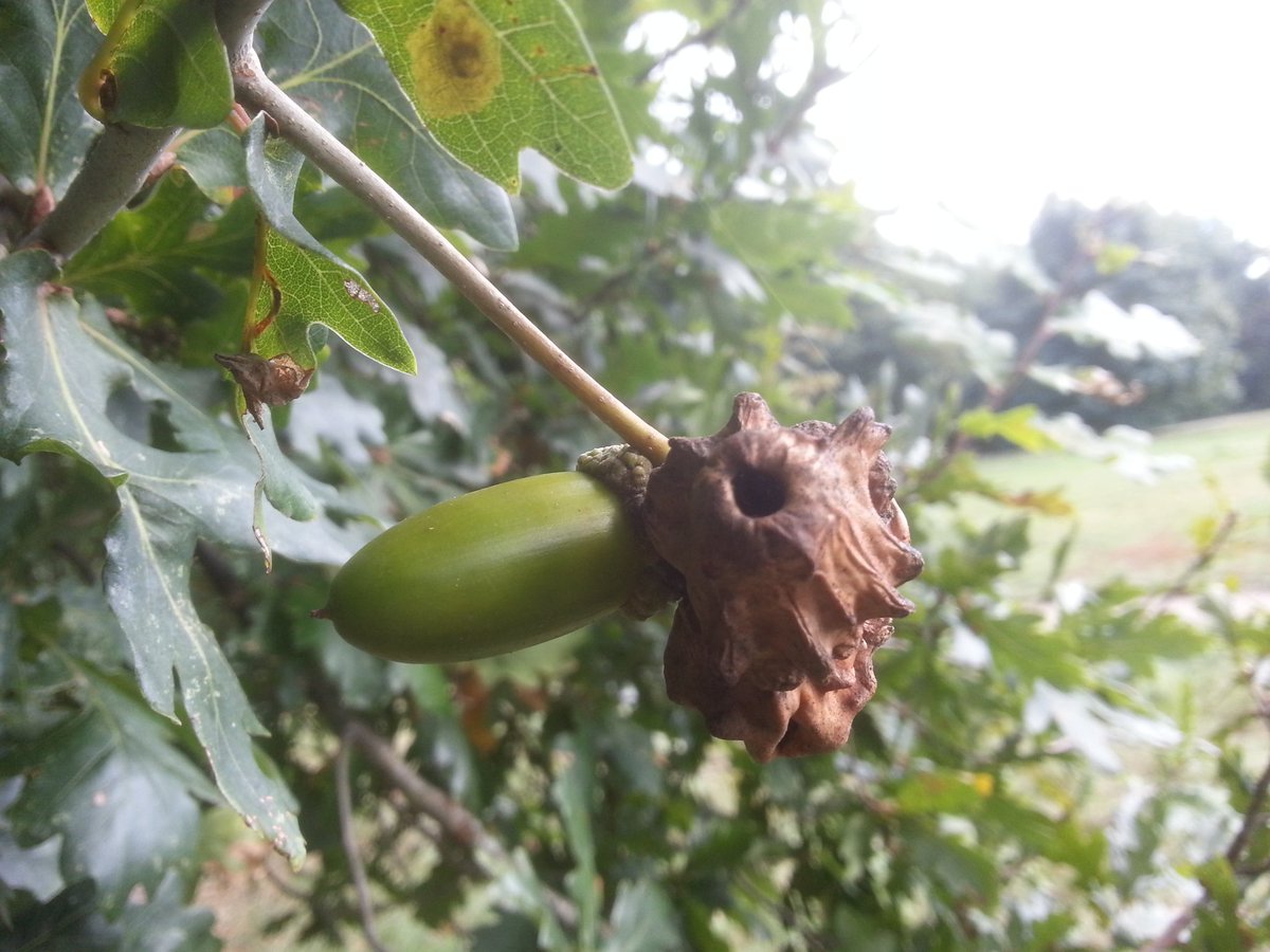 SwannWhite's tweet photo. #knopper galls caused by Knopper gall wasp & #ladybirds @WimbledonCommon @UKLadybirds, both on oak. https://t.co/D9UpsH9hqu