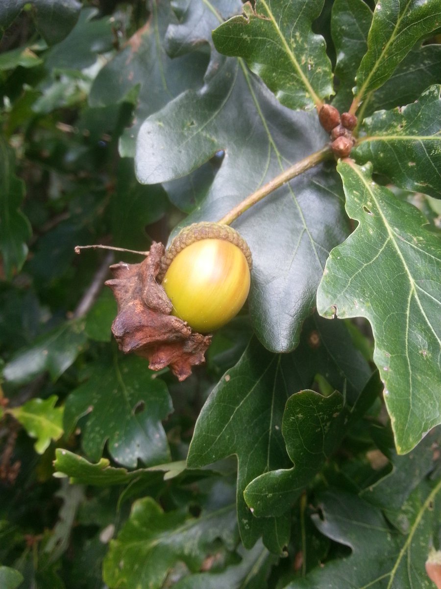SwannWhite's tweet photo. #knopper galls caused by Knopper gall wasp & #ladybirds @WimbledonCommon @UKLadybirds, both on oak. https://t.co/D9UpsH9hqu