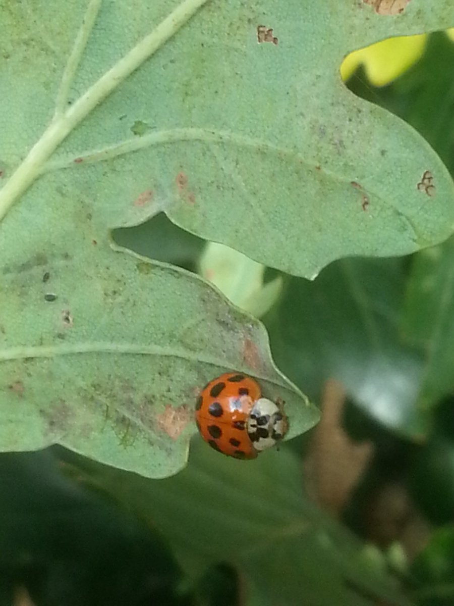 SwannWhite's tweet photo. #knopper galls caused by Knopper gall wasp & #ladybirds @WimbledonCommon @UKLadybirds, both on oak. https://t.co/D9UpsH9hqu