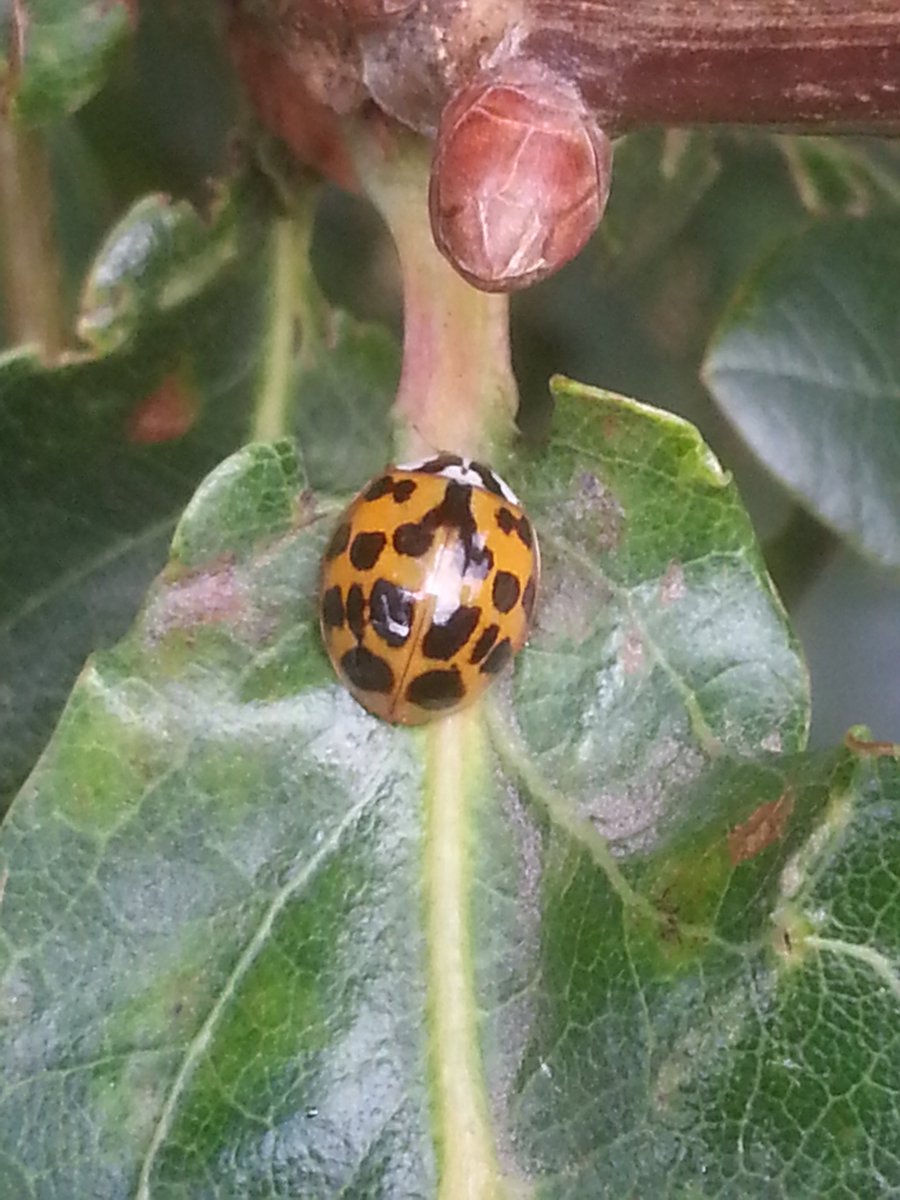 SwannWhite's tweet photo. #knopper galls caused by Knopper gall wasp & #ladybirds @WimbledonCommon @UKLadybirds, both on oak. https://t.co/D9UpsH9hqu