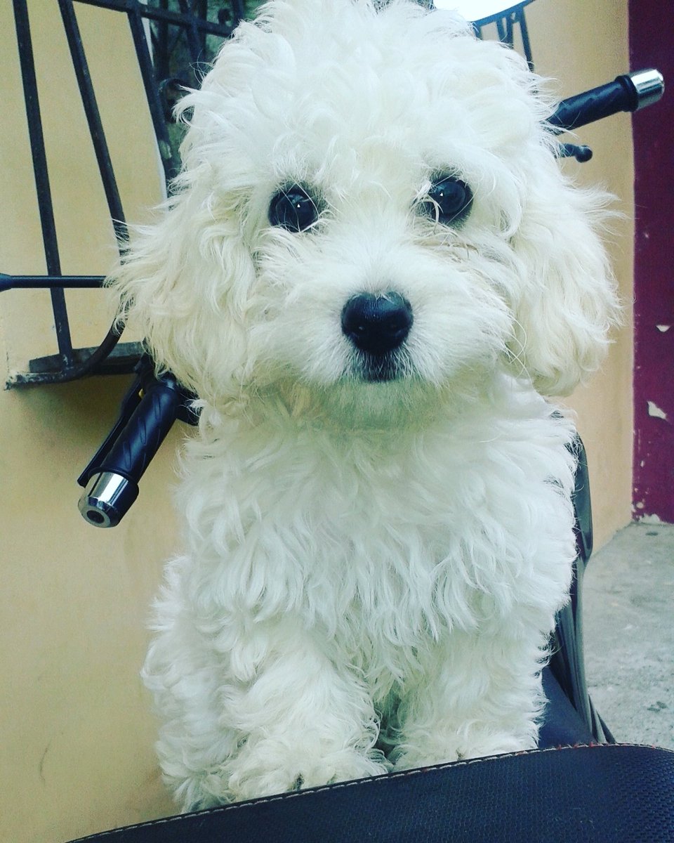 Chinizbb's tweet photo. Kndo llegas a casa, no imXta lo cansada o malhumorado k te encuentres, ellos tienen la capacidad de hacerte sentir mejor #TinyJoy๐ฉ๐ #MiBbe https://t.co/etylXSuHaN