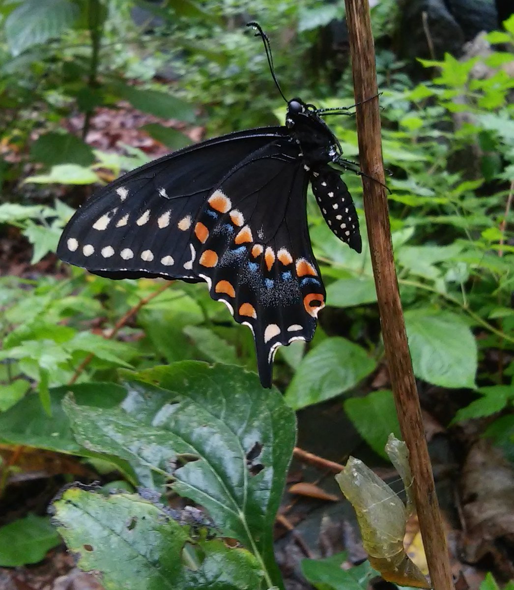 carlyptak's tweet photo. This perfect being emerged from it's chrysalis this morning to tell me... https://t.co/Tu0RlT2r0h https://t.co/r3gf2dUl6o