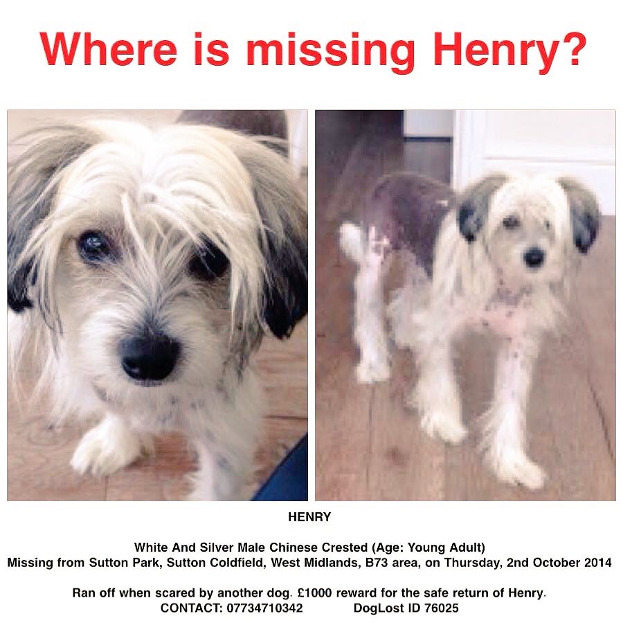 HENRY #missing 2 yrs today #WestMidlands #SuttonColdfield loved &amp; missed <a href="/DoglostUK/">DogLost</a> doglost.co.uk/dog-blog.php?d… #ScanMe let me go home Pls RT