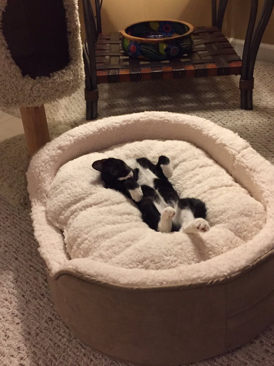 bella_cat7's tweet photo. Comfiest Kitty Ever❤️ https://t.co/f44C57EKzB