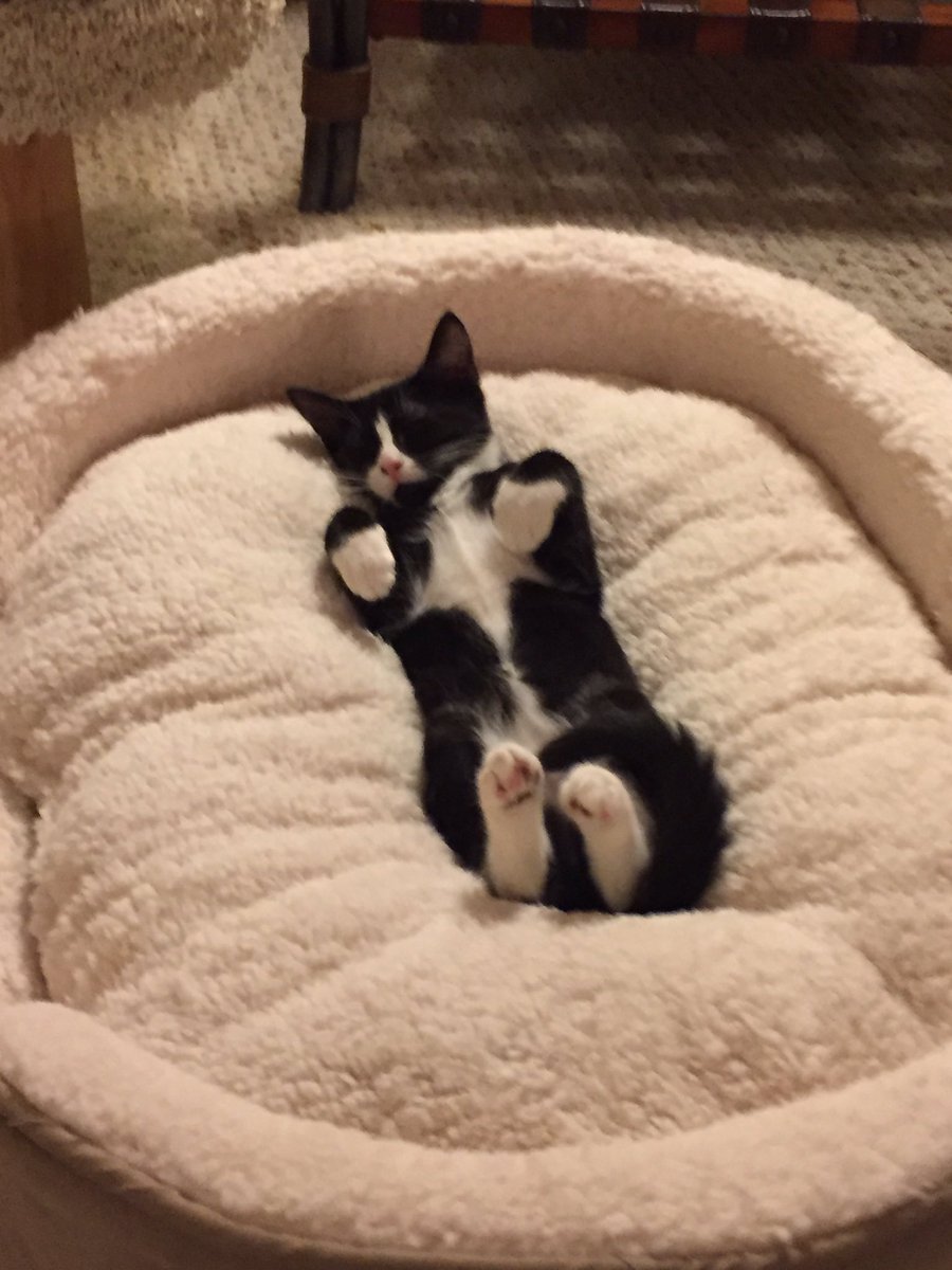 bella_cat7's tweet photo. Comfiest Kitty Ever❤️ https://t.co/f44C57EKzB