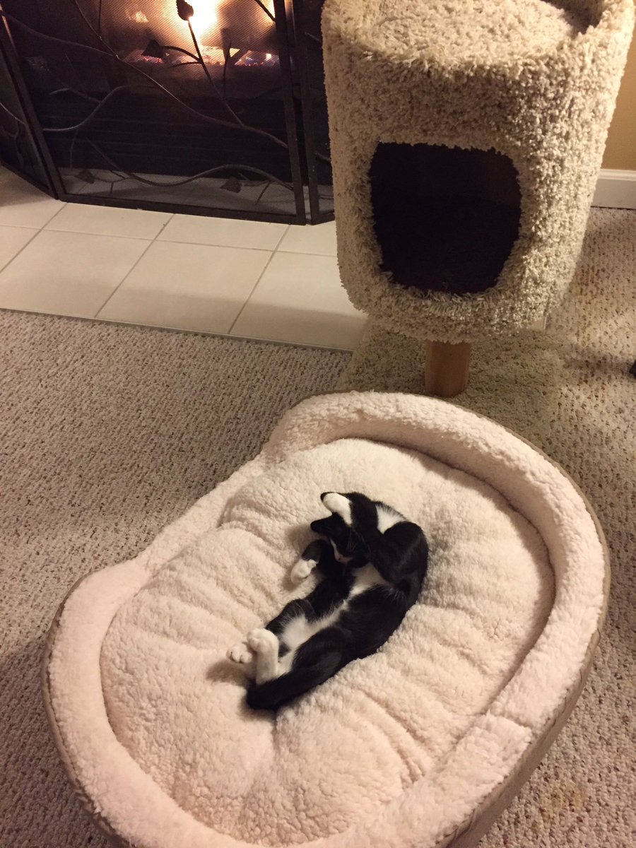 bella_cat7's tweet photo. Comfiest Kitty Ever❤️ https://t.co/f44C57EKzB