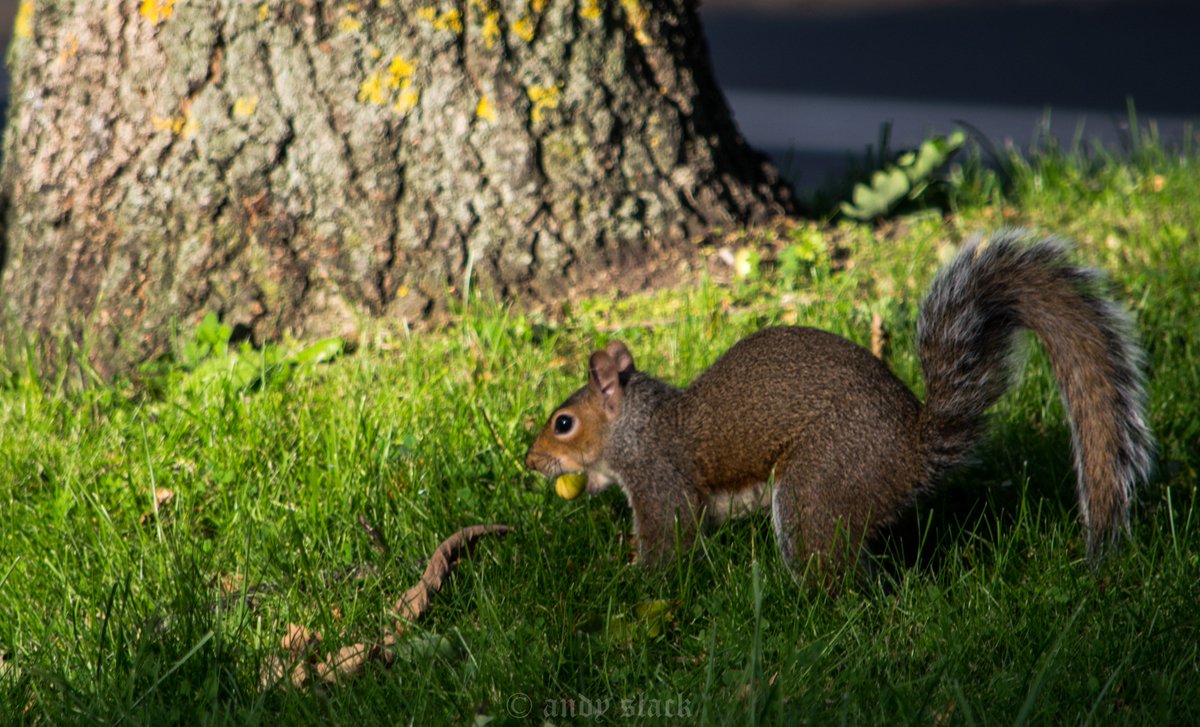 slack_as's tweet photo. #Nutfest @Lancswildlife #squirrels #acorns https://t.co/419Dhp7JLP