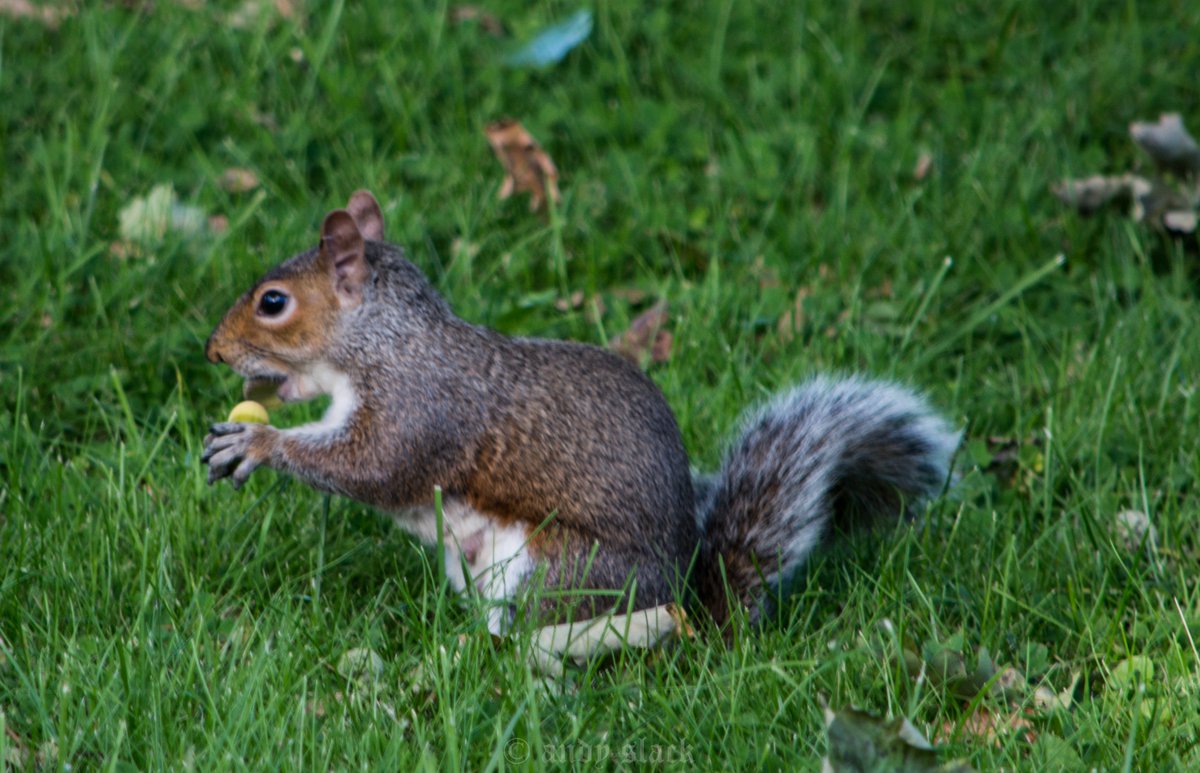 slack_as's tweet photo. #Nutfest @Lancswildlife #squirrels #acorns https://t.co/419Dhp7JLP