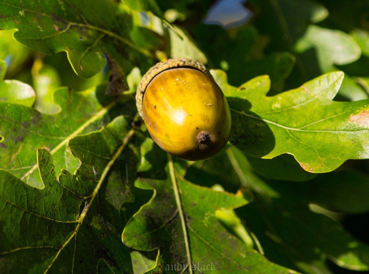 slack_as's tweet photo. #Nutfest @Lancswildlife #squirrels #acorns https://t.co/419Dhp7JLP