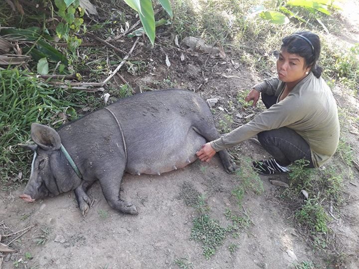BakoBags's tweet photo. Piglets are coming!  Theresa's pig from the Give Back program is in labor in the Philippines! Your purchase goes beyond what u can imagine! https://t.co/PetysAIRty