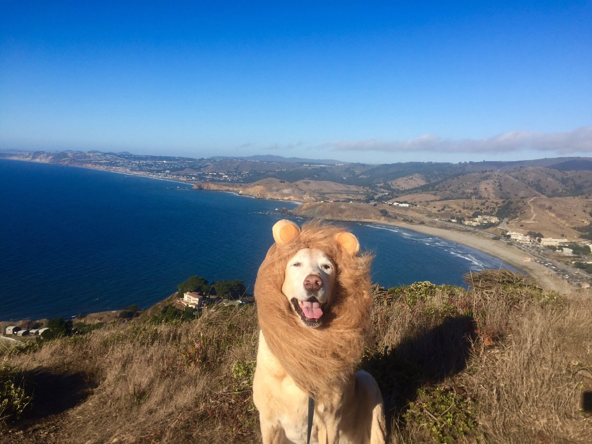 HikesDogsLove's tweet photo. Hiked our favorite hidden gem #PedroPoint in #Pacifica. Excited for #Halloween! 🦁 Visit https://t.co/J6Vef7Bd9E for trail info. https://t.co/AslCuVagd3
