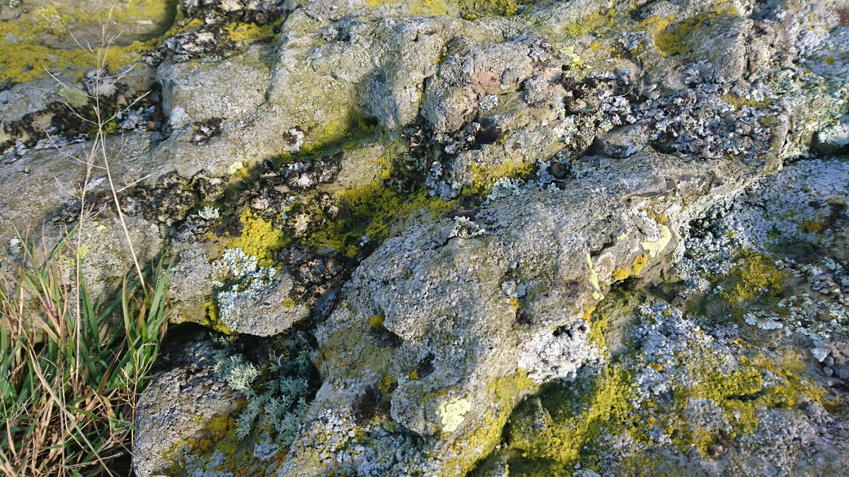 WilliamsWools's tweet image. How beautiful is this @knitsonik?  Colour inspiration for #strandedcolourwork on #EycottHill @WildlifeTrusts #NotJustLakes