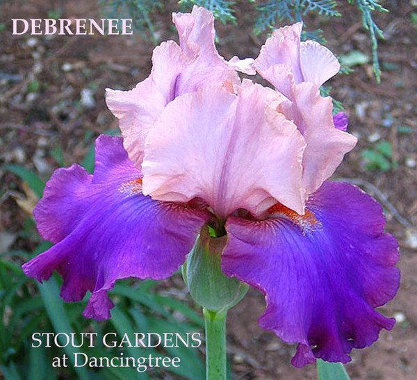 Garden Flowers tweet media