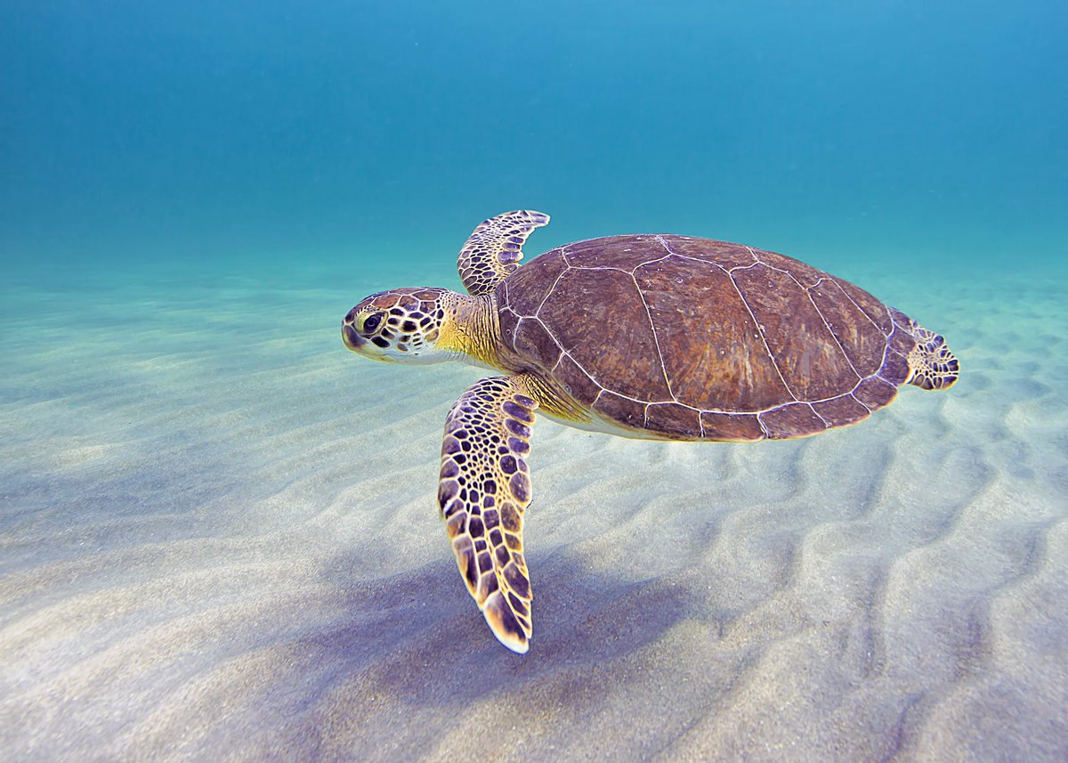 ZeroEye's tweet photo. Gliding through the big blue 🌊💙
#Honu 🐢 https://t.co/fnlyfHE8Yz