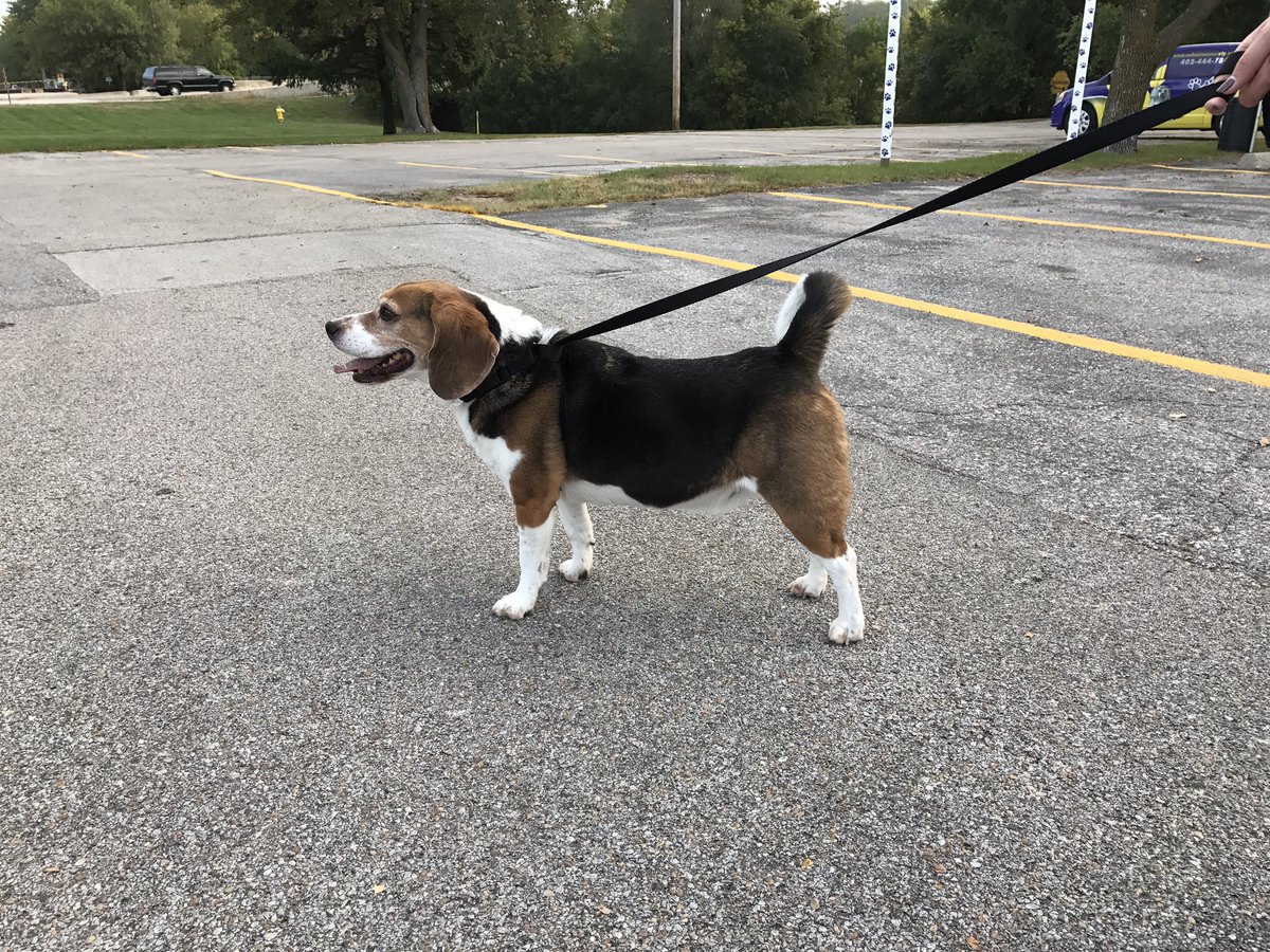 Bruno is about to go live with <a href="/WOWT6News/">First Alert 6</a> to preview the Walk for the Animals and to talk about how #OmahaLovesPets