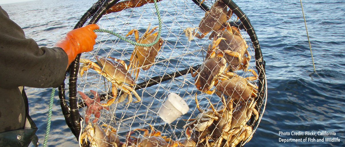 oceana's tweet photo. California will now pay you to return fishing gear left in the ocean https://t.co/cwcLOtuAcr via @azula https://t.co/bYJVkFZCoW