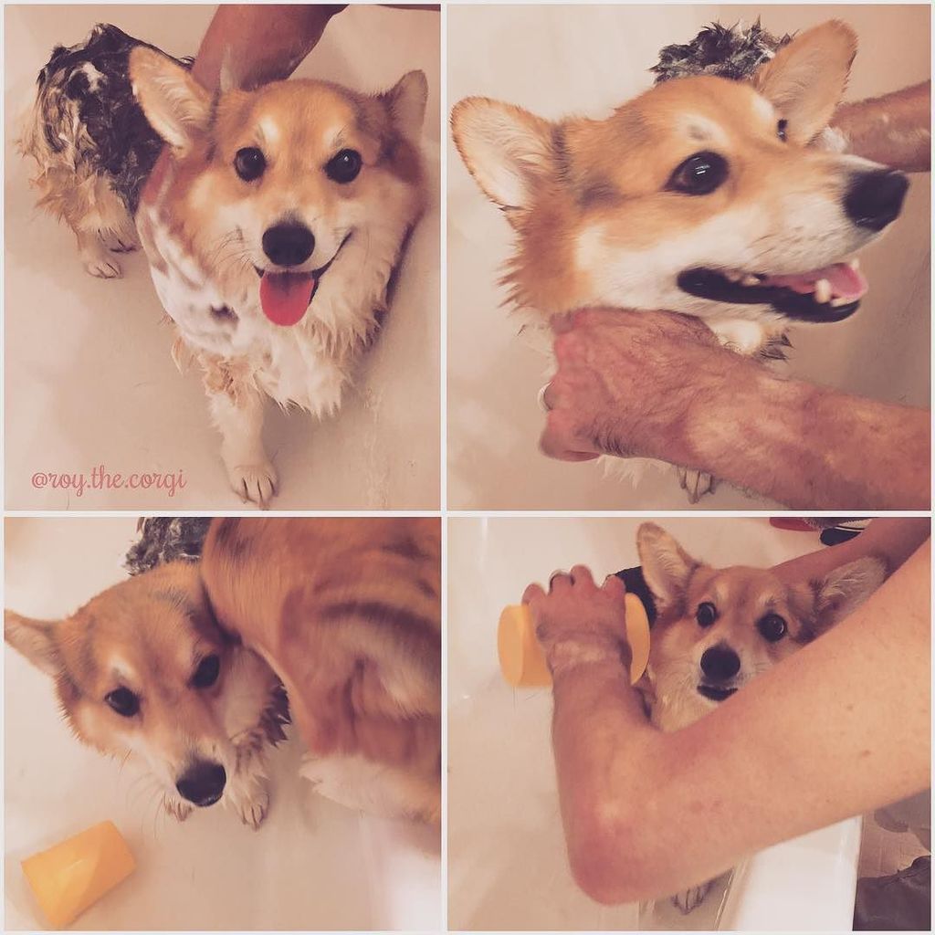 Roy_the_Corgi's tweet photo. Bath time shenanigans. I could do without them...and without Mr. Griswold trying to help. … https://t.co/ozbtdw7cg8 https://t.co/6AkxmWNI6J