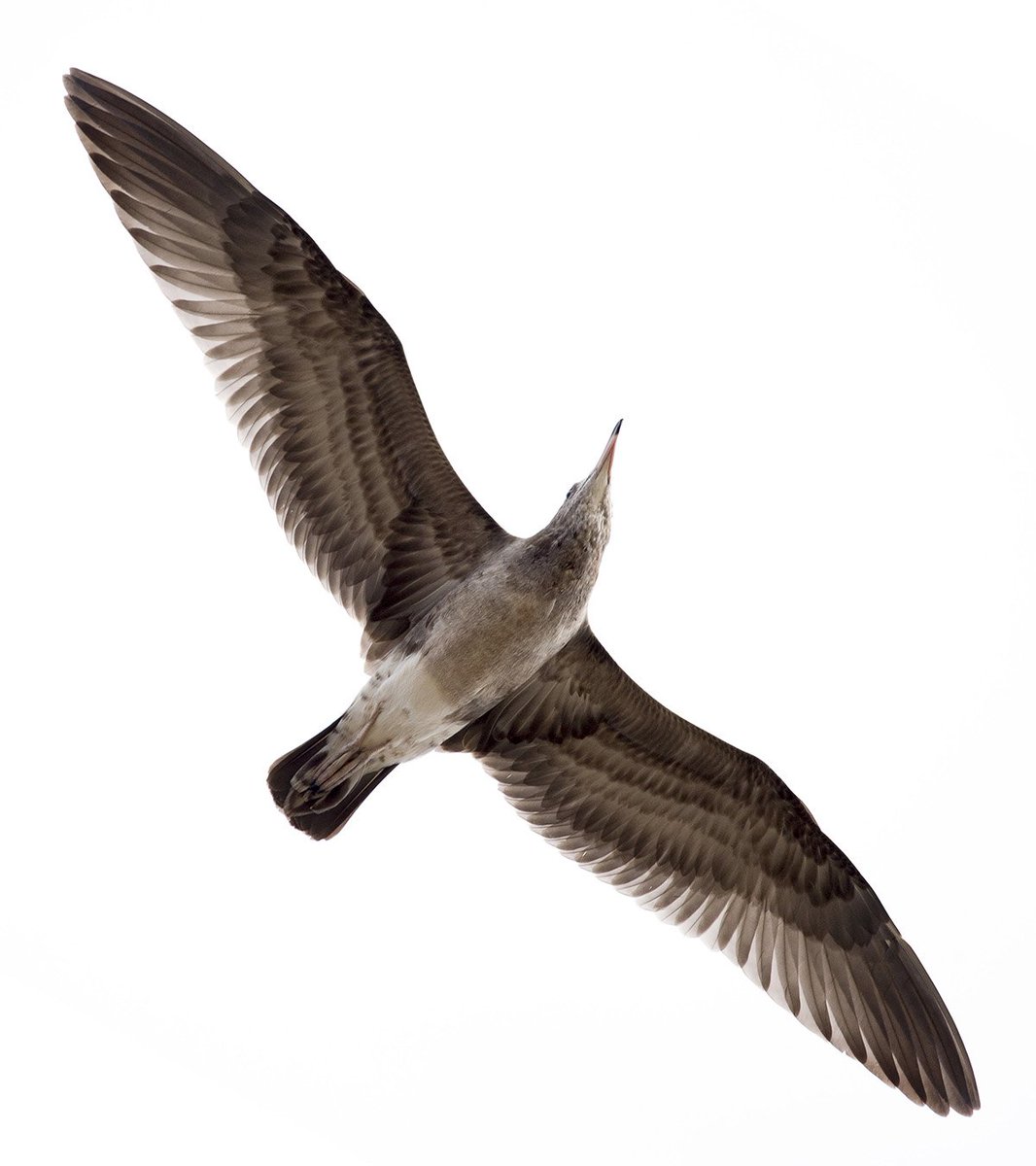 鳥の翼 Min T ミント