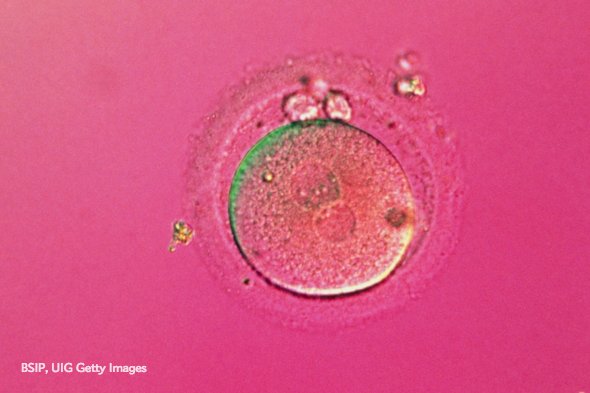 sciam's tweet photo. “Three-parent baby” claim raises hopes—and ethical concerns https://t.co/IyuDYcmF0a https://t.co/1bsoTgl1D7