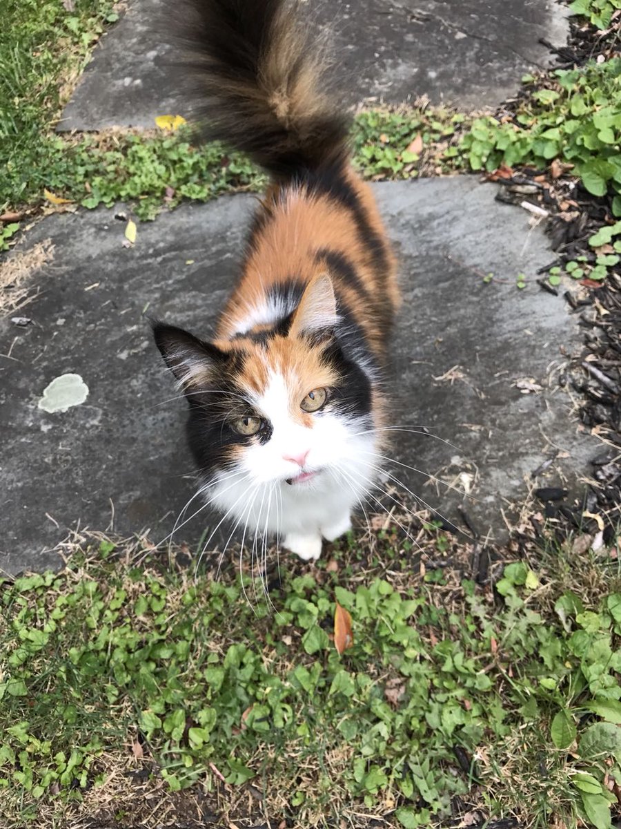 EmbraceAnimals's tweet photo. She loves aggressively headbooping your hand and she drools a lot!
#cat #cats #animals #embracetheanimals https://t.co/37VlgCi4ZR