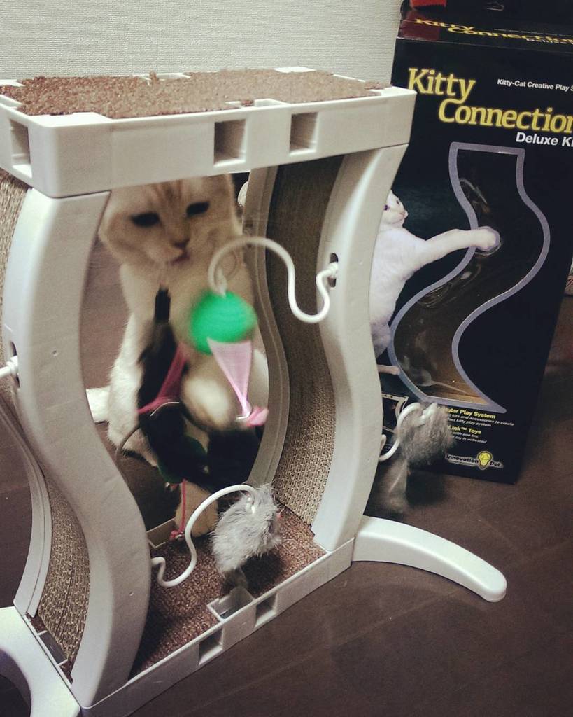 Kigata's tweet image. ボーナスが出たので、前から欲しかった猫用おもちゃを購入！楽しんでくれてるみたいで、買って良かった♪

#kittyconnection #猫のおもちゃ #cat #よく遊ぶ ift.tt/2cL4jtt