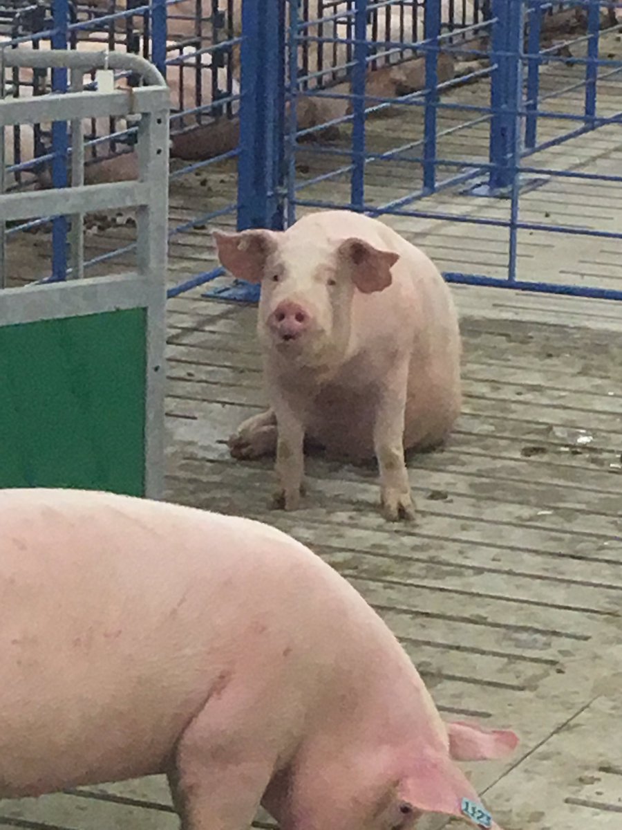 NicoleKnips's tweet photo. 🐷🐽 @Principles_Nutr https://t.co/F9v9TE6LWj