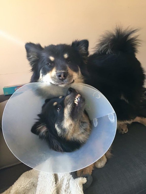 EmbraceAnimals's tweet photo. Sometimes a picture is worth a thousand words!
#dog #dogs #cute #embracetheanimals https://t.co/b3K2Ees2be