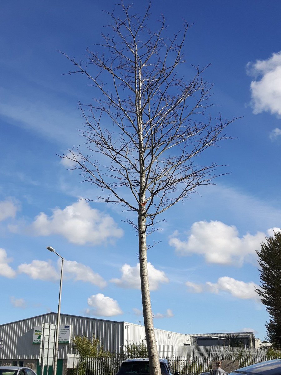 alan_coleman's tweet photo. Last leaf on the tree #findit https://t.co/6eyX2iPz8X