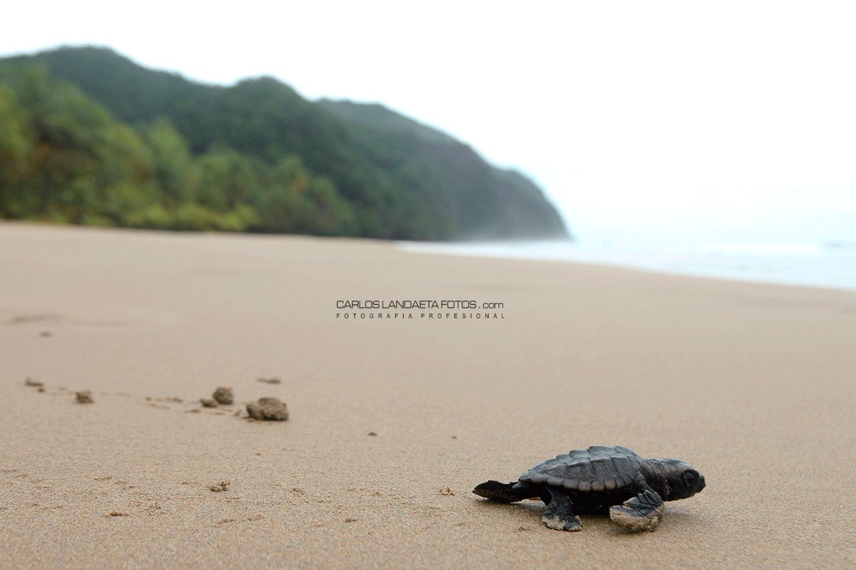 KikeLandaetaB's tweet photo. Presenciar esta maravilla de la vida es un premio a la constancia... #TortugasMarinas #PuiPuy #PariaPeninsula #PLAYAPUYPUY #Venezuela #30Sep https://t.co/MLNesyViSJ