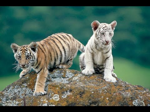 TubeFear's tweet photo. National #Geographic #Documentary - Tigers ... - https://t.co/6Y8Cnj9iSD #Documentaries #DocumentaryHD https://t.co/2hoUiCeNYY