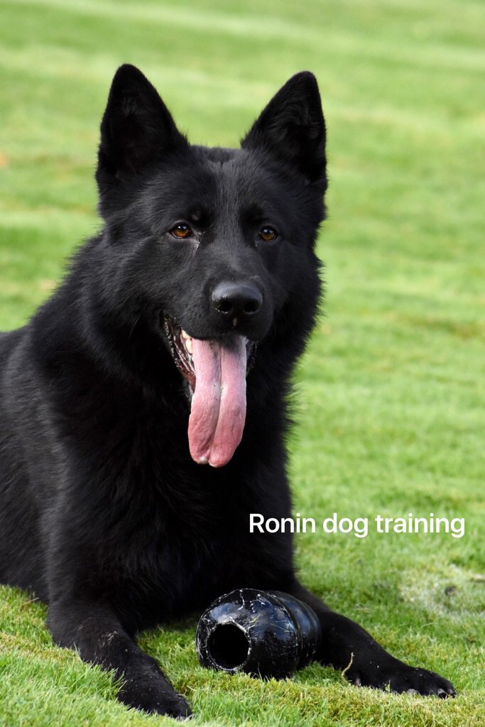 Ronin dog training personal protection k9