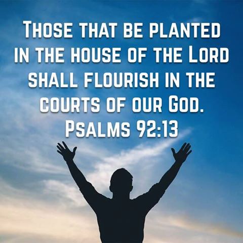 discoveryboston's tweet photo. Come plant yourself where you can flourish! We hope to see you today at Discovery Church! https://t.co/igBC4lzeWC