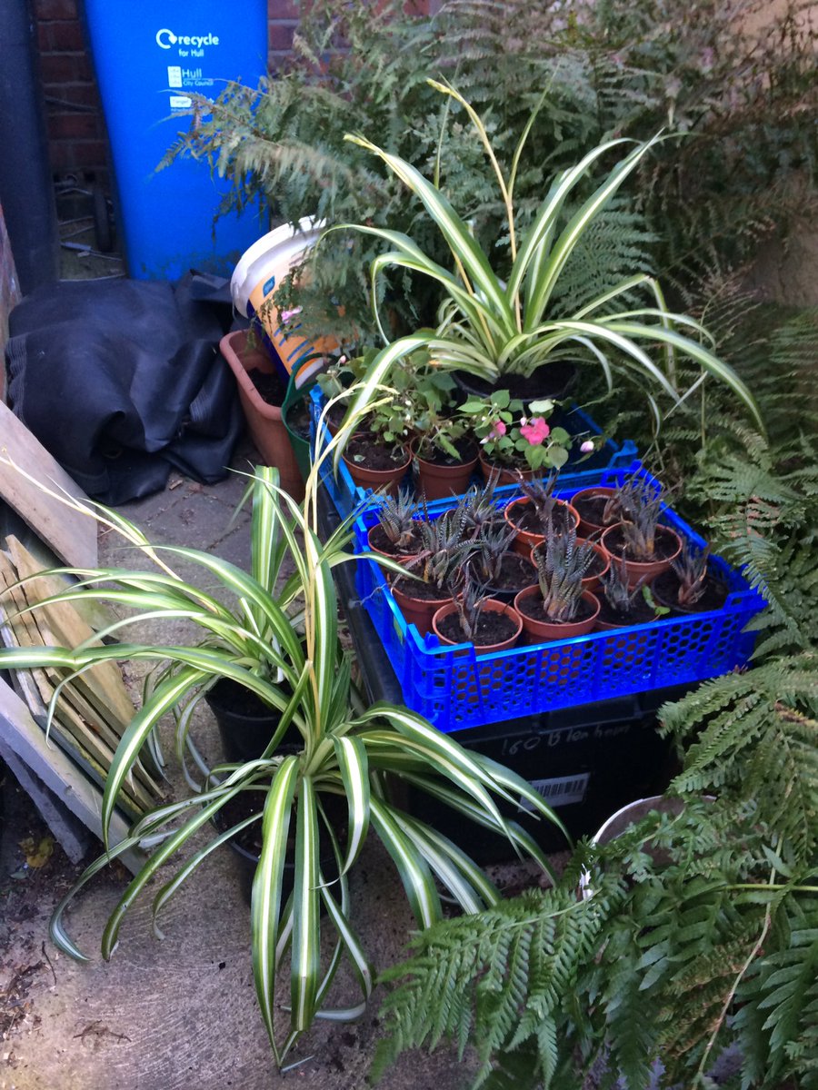 boulevardcentre's tweet photo. Plants for the classrooms #healthylearningenvironment https://t.co/ibghNO2hSK