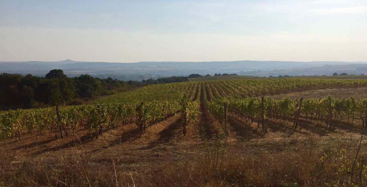 Apollowine's tweet photo. This is #Bratanovi vineyards.This is #SouthSakar .This is #Bulgaria.This is #apollowine on hunting for greatest wines https://t.co/Djx9rVIRS1