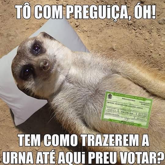 SLZONLINE's tweet photo. Quem aí já votou? 😂😂 #suricateseboso #slzonline https://t.co/MaTGiLf1vV