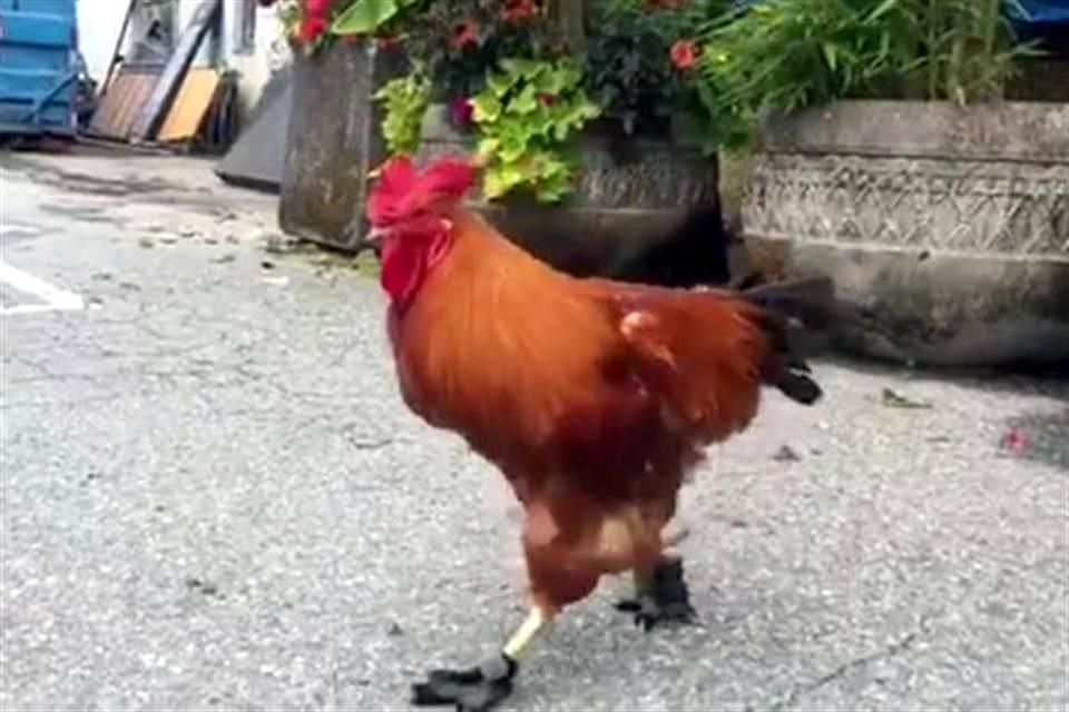 Zapatos del gallo sale