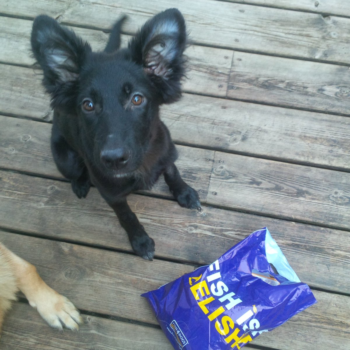 AllDogsMatter's tweet photo. Woofs to hosts @ClaphamDogShow @ClaphamCommon1 from @AllDogsMatter! Nia excited for her @Fish4Dogs treats! https://t.co/0bBgoiyaqY