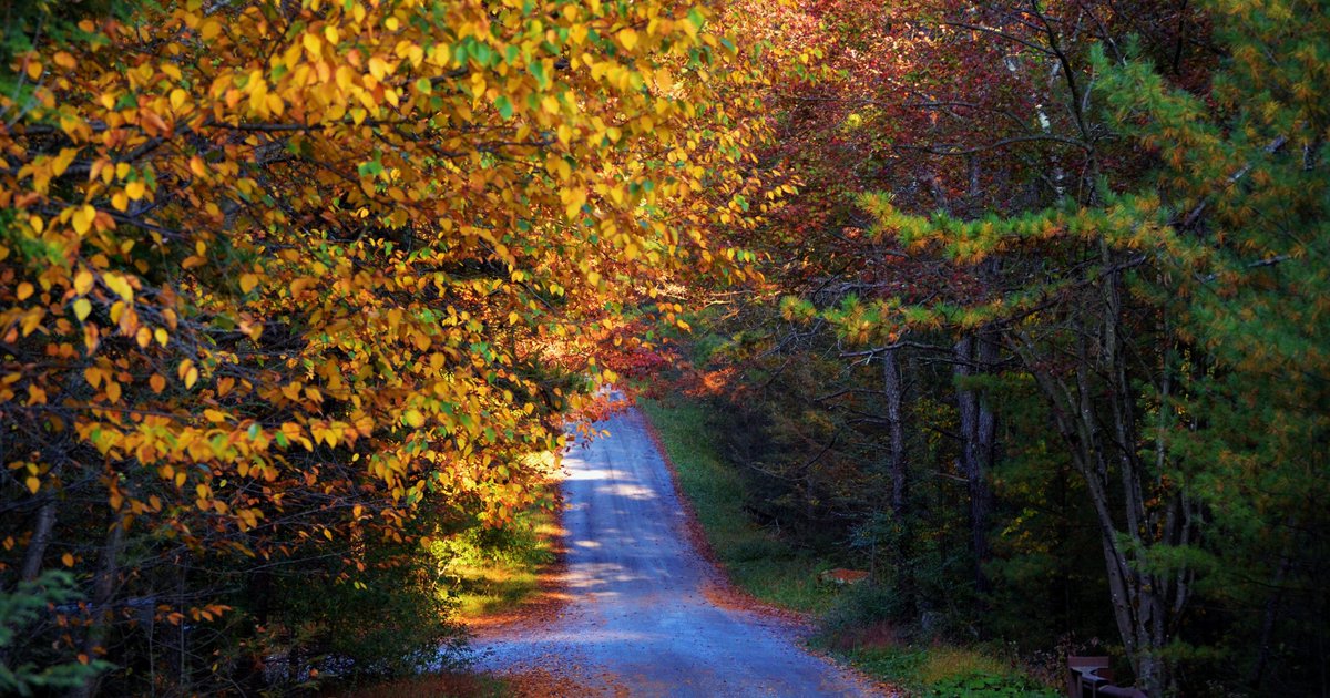 PANatResources's tweet photo. #Fall #foliage season is here! Check out best places for viewing in #PA: https://t.co/Jqeevucjxw @LDNews #forestfriday https://t.co/w3wZhaL0kk