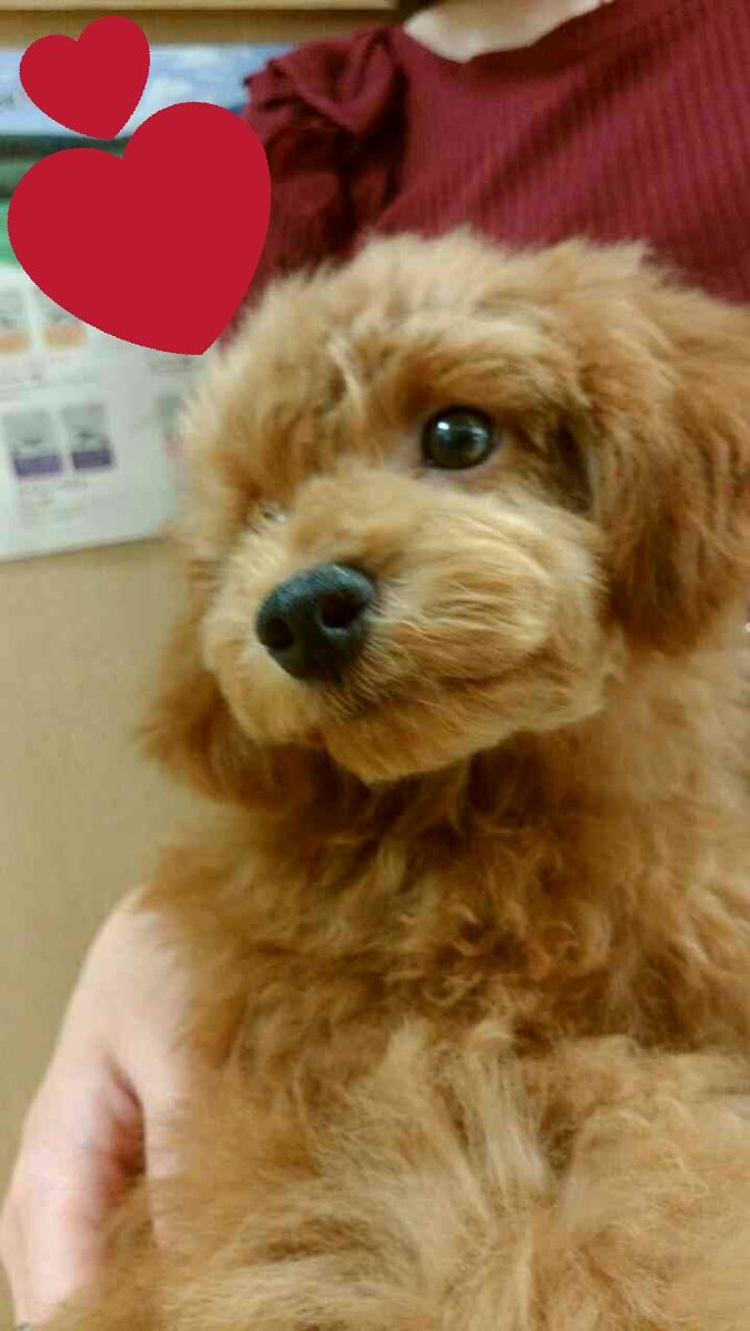 usariiko's tweet photo. 新しい家族のるなくん🐶❤❤
かわいい😍しあわせ😍毎日はっぴー😍←
ちっこくてふわふわもふもふで寂しんぼのいたずらっ子だけど、これからリッキーともなかよくみんなで思い出作っていけたらいいなー(*´ω｀*)💗
るなくん養うため一生懸命頑張ります https://t.co/hqbI4vkYPz