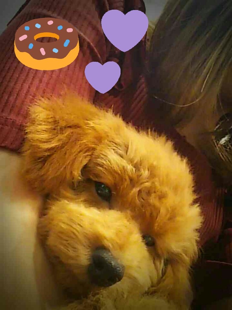 usariiko's tweet photo. 新しい家族のるなくん🐶❤❤
かわいい😍しあわせ😍毎日はっぴー😍←
ちっこくてふわふわもふもふで寂しんぼのいたずらっ子だけど、これからリッキーともなかよくみんなで思い出作っていけたらいいなー(*´ω｀*)💗
るなくん養うため一生懸命頑張ります https://t.co/hqbI4vkYPz