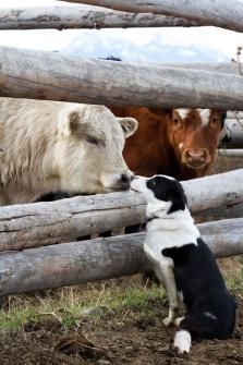 danspetcare's tweet photo. Happy World Farm Animal Day to all the farm critters under herding dogs protections! #WorldFarmAnimalDay #FarmAnimals #Dog #DDWPS https://t.co/mrZ6fhTvGe