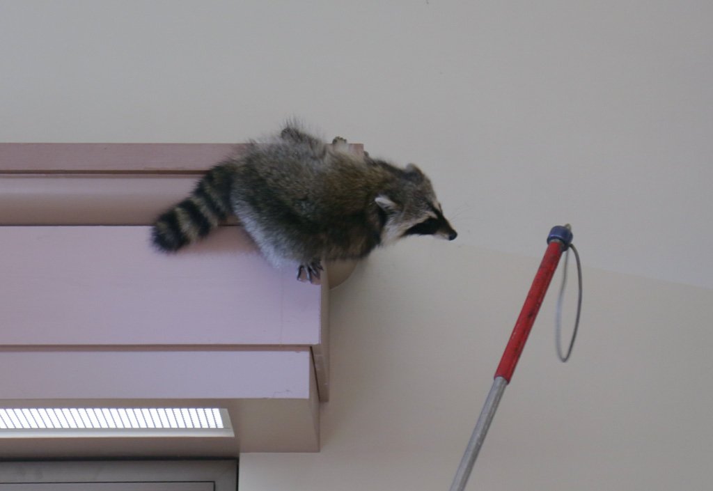 theodschwarz's tweet photo. Pittsburgh Animal Control removes a raccoon from the ground floor of the William Pitt Union. @ThePittNews https://t.co/IC4fzy1Hcq
